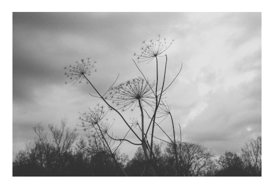 black and white grass